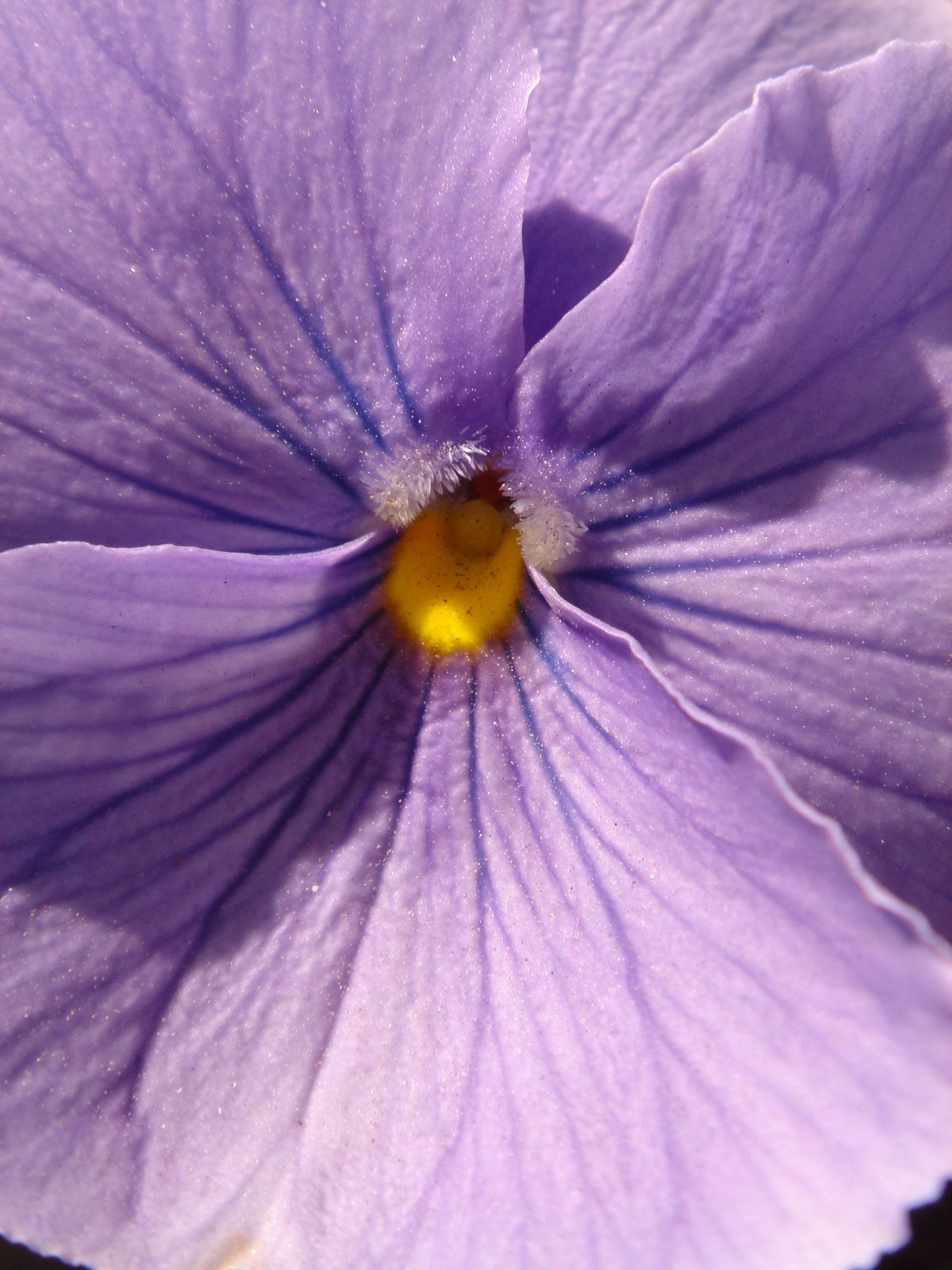 Close-up of a Flower