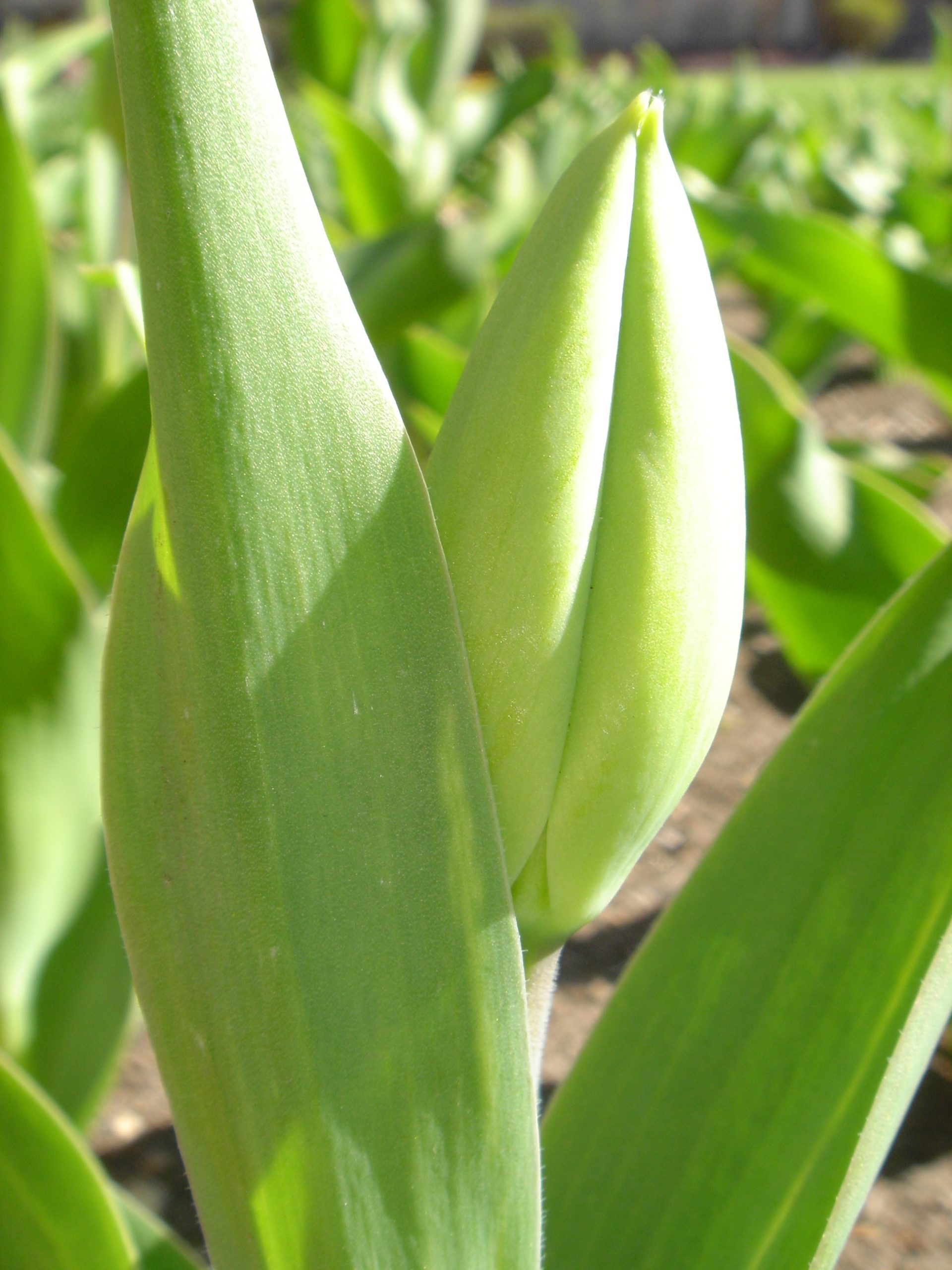 Flower: Tulip
