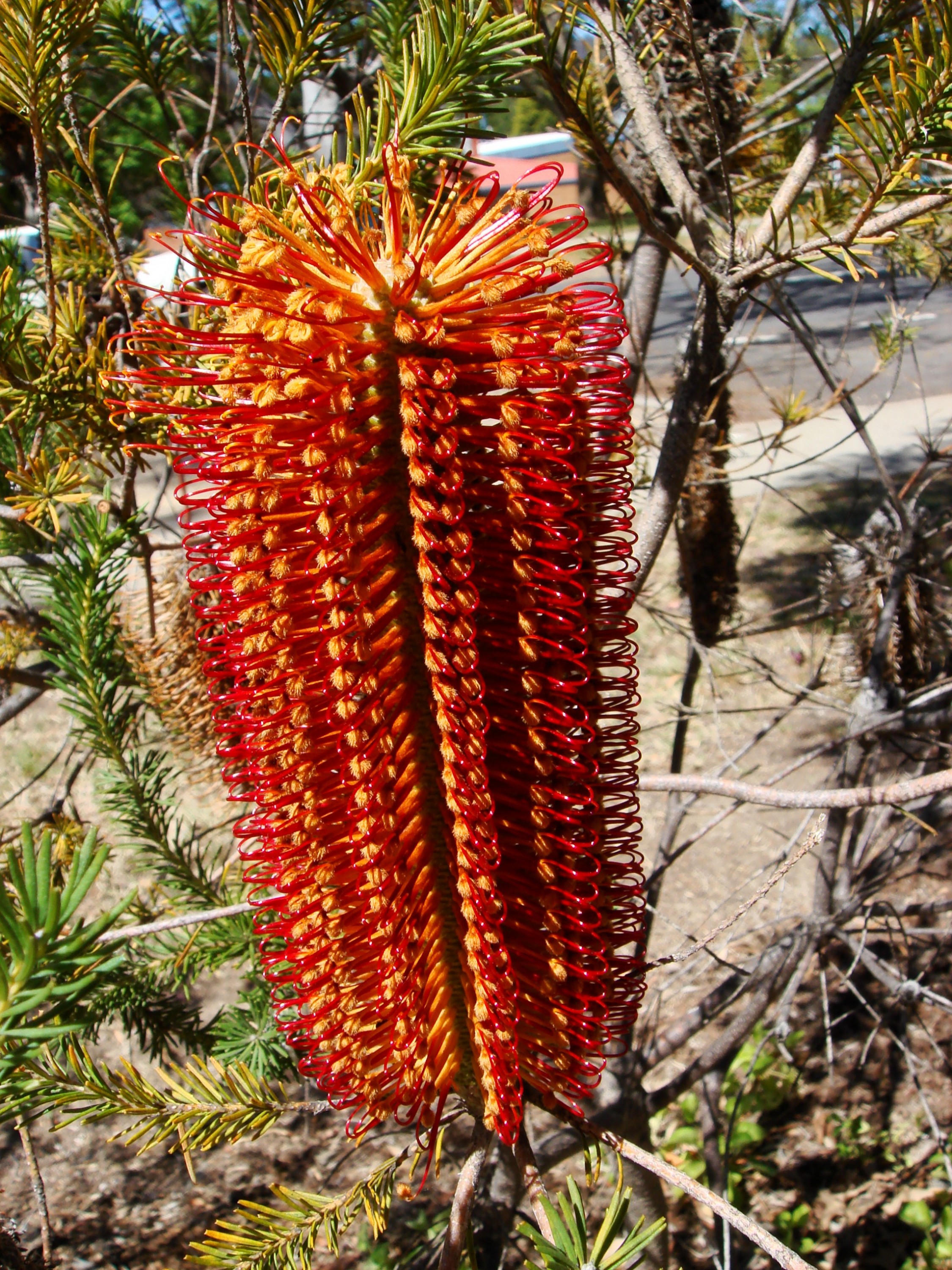 Native Flowers of Australia