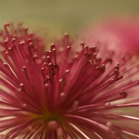 flower photography, design, art, pink, green, landscape