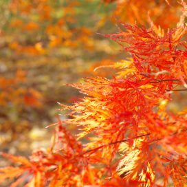 Autumn Leaves in Hokudai