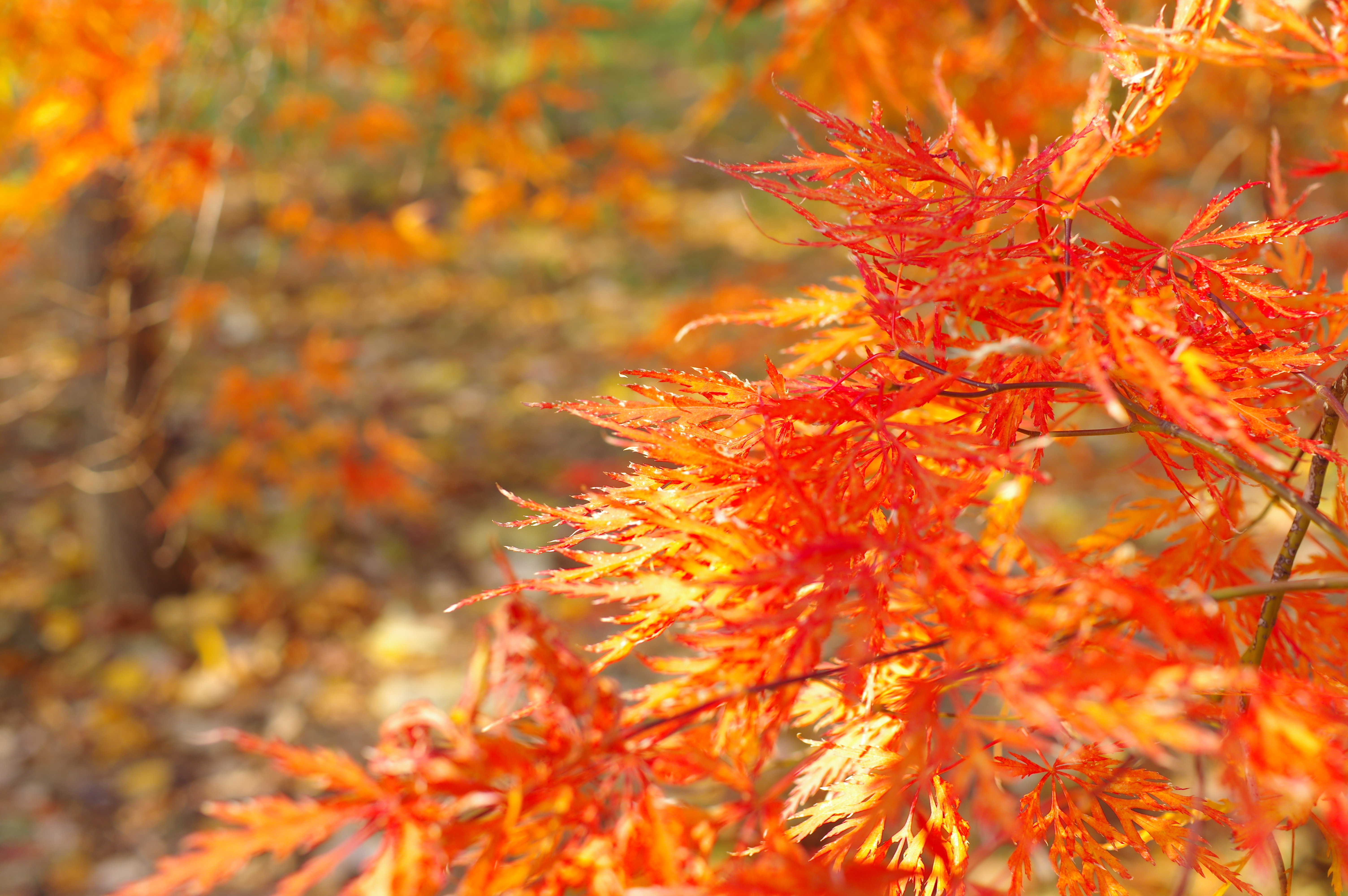 Autumn Leaves in Hokudai