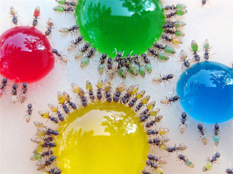 Ants drinking different colored liquids