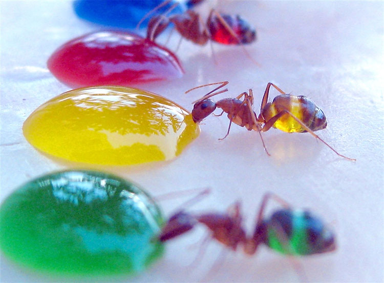 Close-up of an ant drinking yellow liquid - transparent body