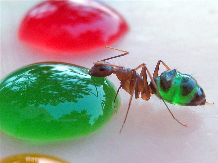 Close-up of an ant drinking green liquid - transparent body