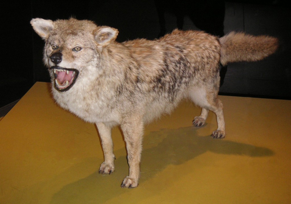 el-lobo, ezo-wolf, okame, Sapporo, Hokkaido, Japan (http://a4jp.com)