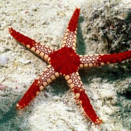 A Stripy Starfish