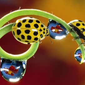 Ladybirds on a Flower Stem