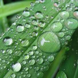 Grass with Water Droplets