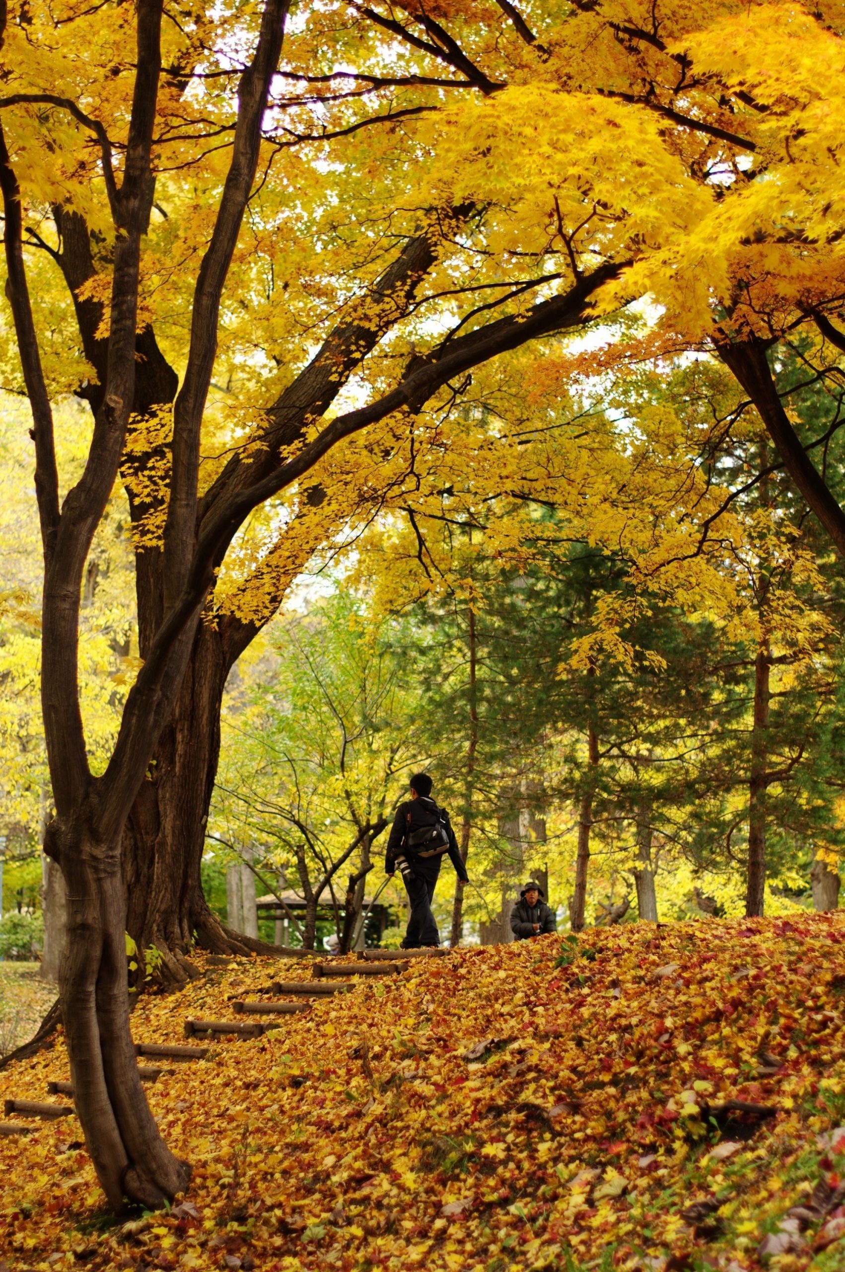 Autumn (Fall) Leaves in Sapporo, Hokkaido, Japan