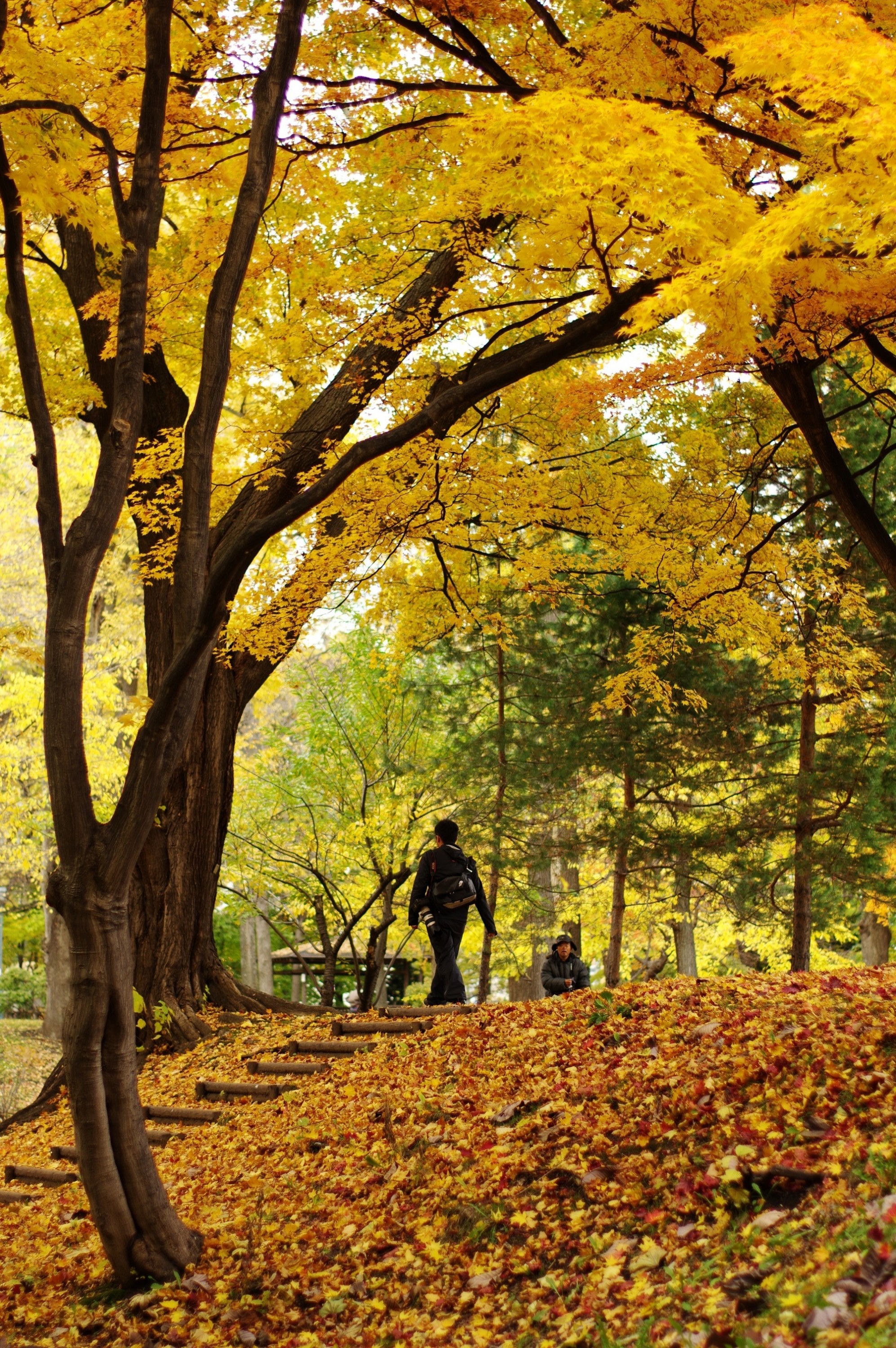 Autumn Leaves in Sapporo, Hokkaido, Japan